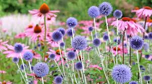 Image result for globe thistle