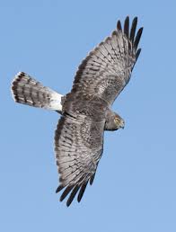 Easy Harriers Not So Fast Birds Of Prey Hawk Bird Harrier