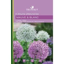 allium moly jaune 4 5 x25 biodi truffaut jardinerie truffaut jardinerie truffaut jardinerie ail d ornement
