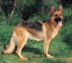 German Shepherd Dog Dog Breed Health