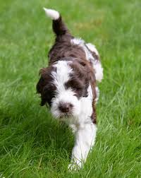 Check spelling or type a new query. Portuguese Water Dog Club Of America Inc Powered By Amo