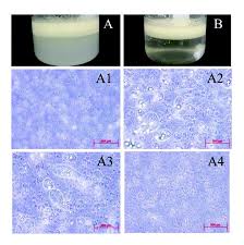 Microencapsulation. Prepared Microcapsules With (A) Tween 80 And (B)... |  Download Scientific Diagram