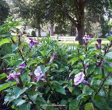 Garden guides | care of purple datura. Photo Of The Entire Plant Of Devil S Trumpet Datura Metel Double Purple Posted By Davidofdeland Garden Org