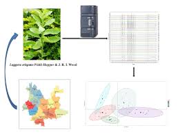 Image result for Laggera crispata