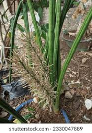 Image result for Sansevieria pearsonii