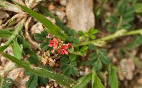 Image result for Indigofera transvaalensis