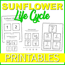 By nathalie romanovon june 26, 2021in free printable worksheets192 views. Free Printable Life Cycle Of A Sunflower Worksheets