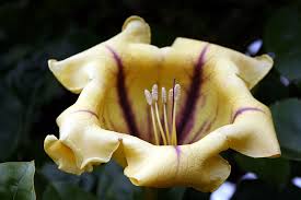 Image result for Solandra maxima