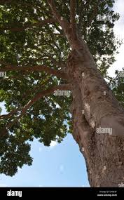 Image result for Khaya anthotheca