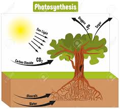 Photosynthesis Process In Plant Diagram With All Factors And