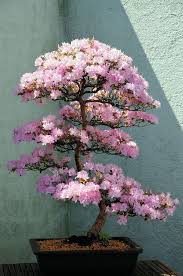 Lunch, dinner, groceries, office supplies, or anything else: 36 Natures Beauty Ideas Planting Flowers Afro Art Love Flowers