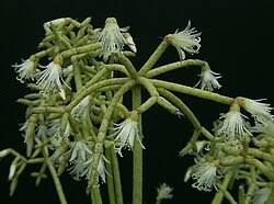 Image result for Rhipsalis