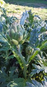 Artichokes By Mary Cameron Artichaut Fruits Et Legumes Fruits