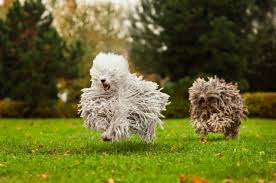 The komondor is a muscular flock guardian with massive bone structure. Komondor Hunderasse Mit Bild Info Temperament Charakteristiken Und Fakten