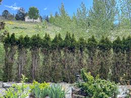 Image result for didymascella thujina