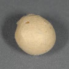 When the female produces the ootheca it is soft, but very quickly it will dry to taking care of the ootheca. How To Identify Brown Widow Spiders Center For Invasive Species Research