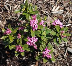 Image result for Xylopia collina