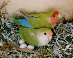 Exotic Bird Eggs For Sale Sign Of Spring Two Lovebirds Nest Eggs Colorful By Eclecticforest Love Birds Pet Birds Pet Birds