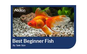 Top 5 African Cichlids In A 29 Gallon Aquarium - Youtube