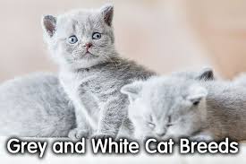 Check spelling or type a new query. 11 Gorgeous Grey And White Cat Breeds With Pictures Walkwithcat