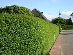 Für einen kleinen taxus media hicksii (60 bis 100 cm) empfehlen wir einen pflanzabstand von ca. Ovalblattriger Liguster Ligustrum Ovalifolium Baumschule Horstmann