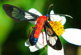 Adults have a bright red body and transparent wings. Scarlet Bodied Wasp Moth What S That Bug