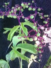 Image result for Rumex lanceolatus