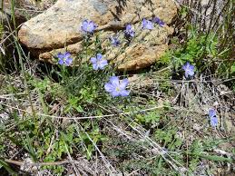 Image result for Linum