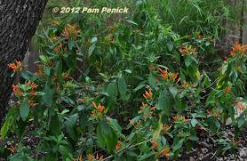 Image result for Justicia pseudotenella