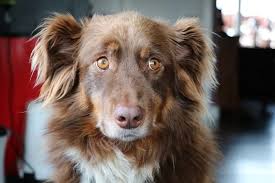 Merle is represented by an m while solid is shown as m. 14 Beautiful Australian Shepherd Colors With Pictures