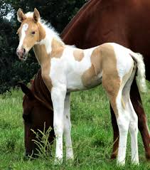 Beautiful dappled palomino speed racking tennessee walking horse gelding for sale *sold*. Cool Alen Jackson Rising Star Ranch