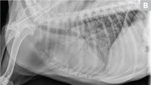 The treatment of malignant tumors in dogs is a difficult decision to make for owners and understandable, we all want our favorite companions to live long, healthy lives with no. Common Pulmonary Diseases In Dogs Clinician S Brief