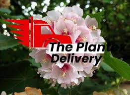 Image result for Dombeya burgessiae