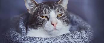 Bölüm 14 (Bonus): Kediler Hakkında En Yaygın 10 Efsane – "Kediler Nankördür ve Sahiplerine Bağlanmazlar" doğru mu?