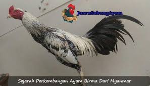 Sejarah Perkembangan Ayam Birma Dari Myanmar Sabung Ayam Online Myanmar Sejarah Asia Tenggara