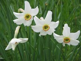Narcissus Daffodils Planting Daffodils Flower Therapy
