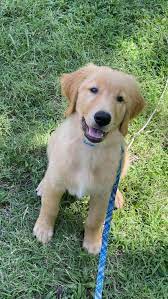 Akc certified golden retrievers champion sired/bloodlines bred for quality attributes ofa certified hips, heart, eye… Golden Retriever Puppies For Sale Wichita Ks 334059