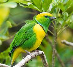 Birds - Golden-browed Chlorophonia (Chlorophonia... | Facebook