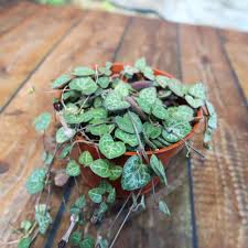Image result for Ceropegia crassifolia