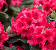 Image result for Rhodopentas