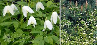 We did not find results for: Articles Clematis Zrodlo Dobrych Pnaczy