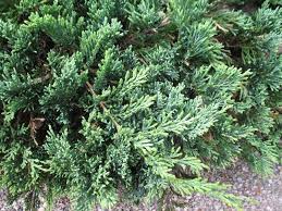 Image result for Juniperus