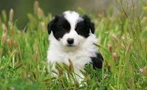 Find the perfect puppies in ohio (oh)! 5 Best Border Collie Breeders In Ohio 2021 We Love Doodles