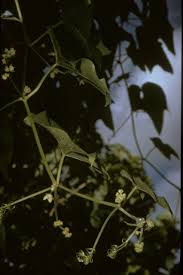 Image result for Sicyos