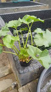 Image result for Gunnera perpensa