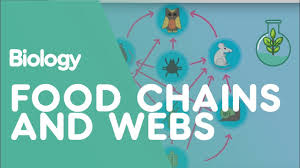 Provide food for themselves and other organisms. Food Chains Food Webs Ecology Environment Biology Fuseschool Youtube