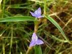 Image result for Cyanotis axillaris