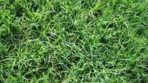 Top 5 Amazing Health Benefits Of Bermuda Grass Juice Bermuda Grass Different Types Of Grass Grass Seed Types