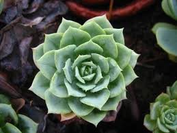 Plants That Need Little Water Take Full Sun Potted Plants Outdoor Potted Plants Full Sun Potted Plants Patio