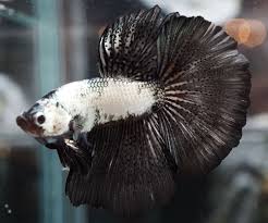 Bettas breathe above and below the water. Black And White Betta Fish Betta Betta Fish Beautiful Creatures